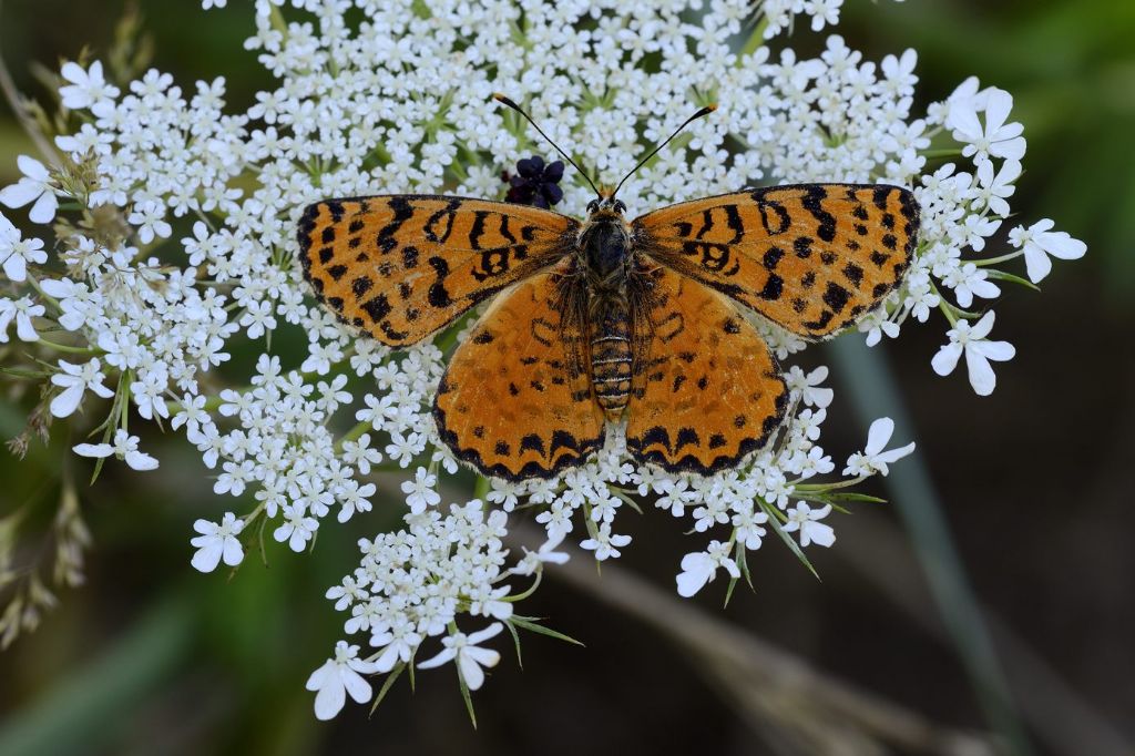 Melitaea phoebe? No, Melitaea didyma, Nymphalidae